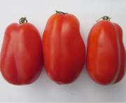 San Marzano