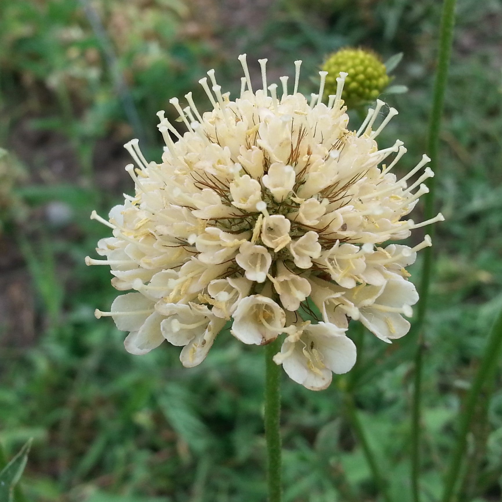 Scabiosa - Fata Morgana