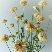 Scabiosa - Fata Morgana