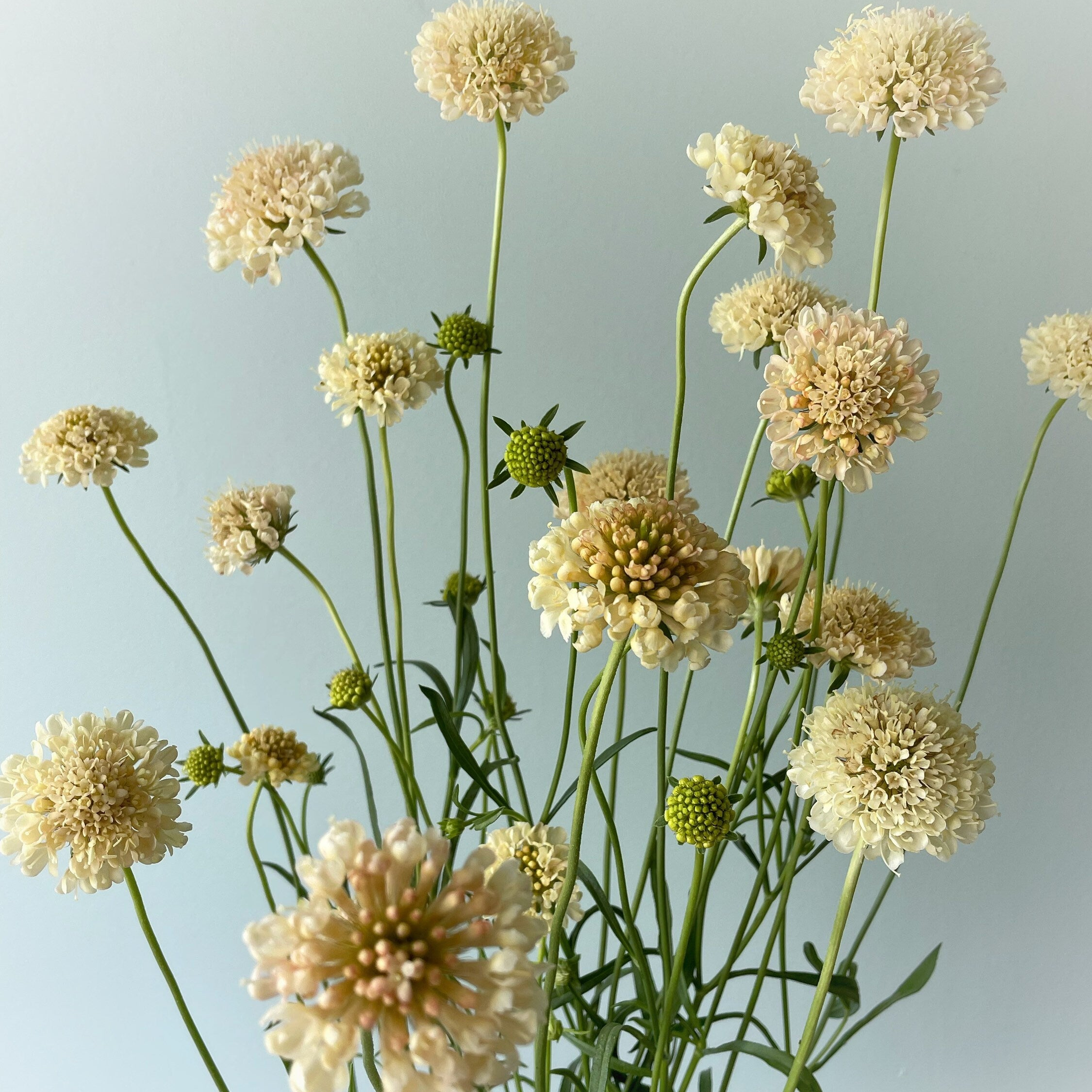 Scabiosa - Fata Morgana