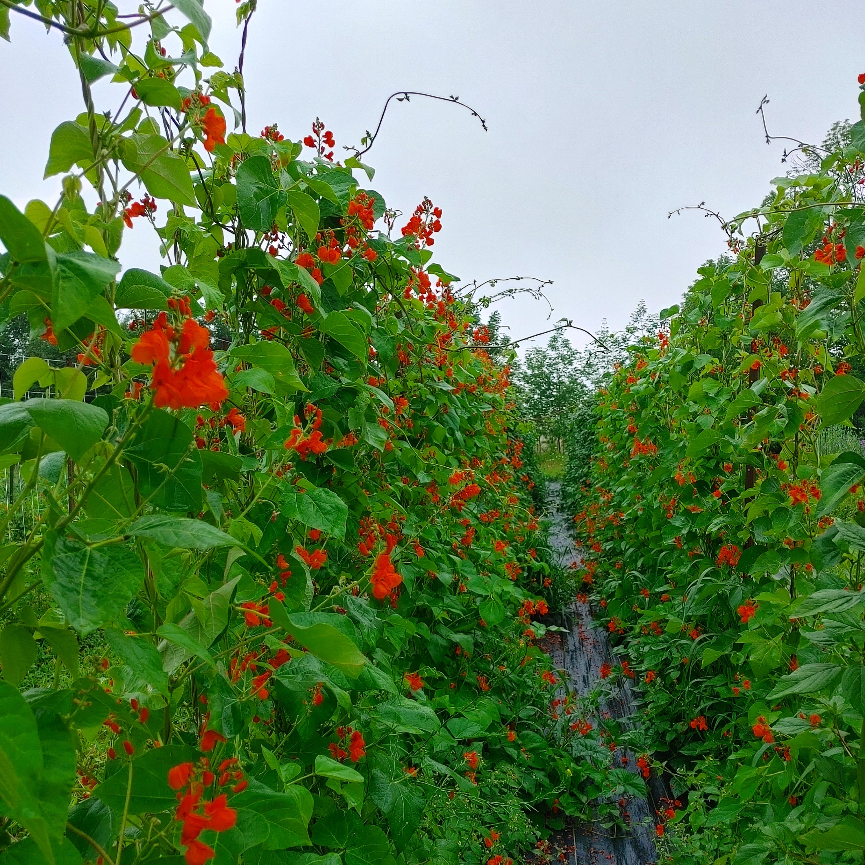 Scarlet Runner Bean