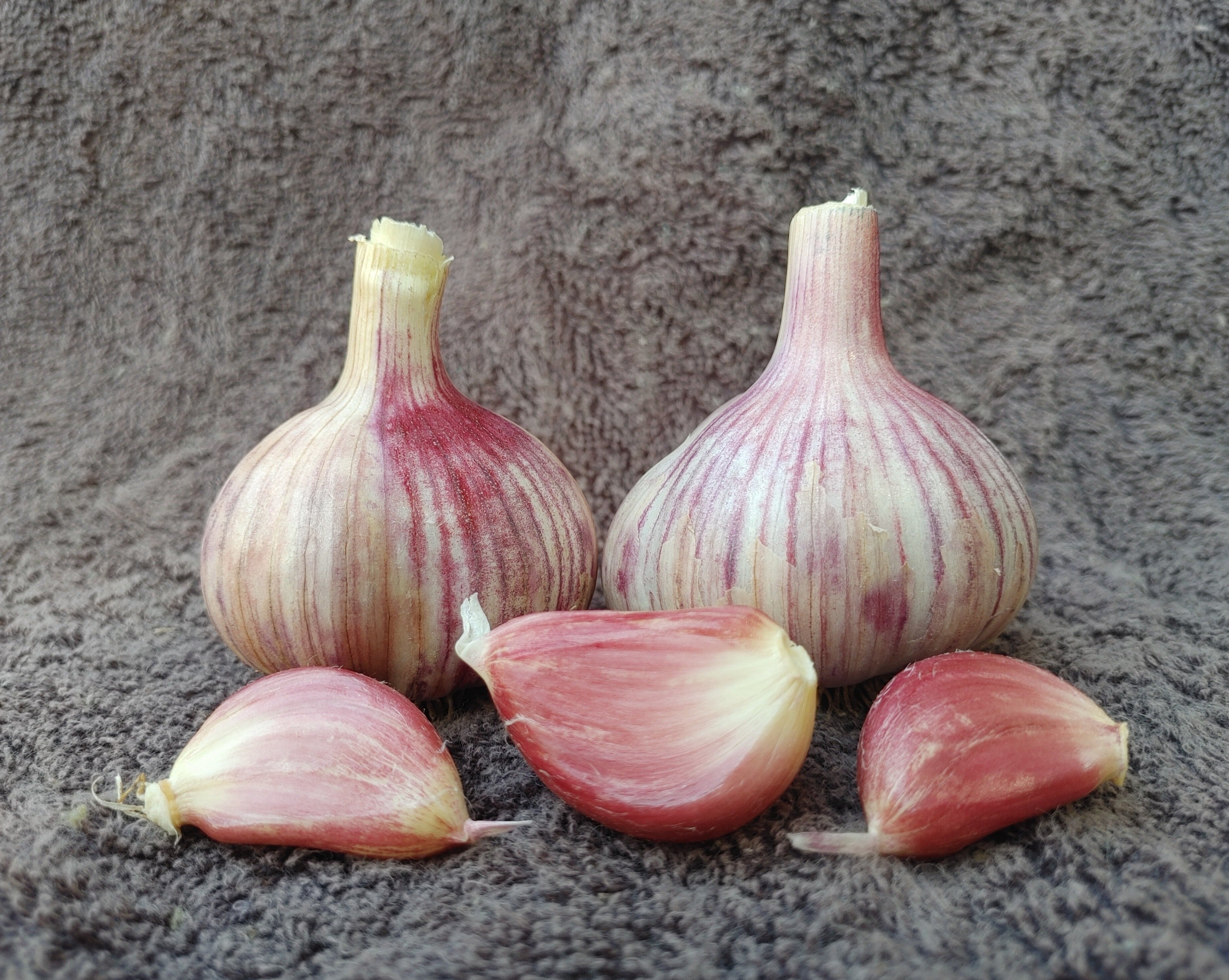 Siberian, Organic Seed Garlic