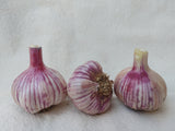 Siberian, Organic Seed Garlic