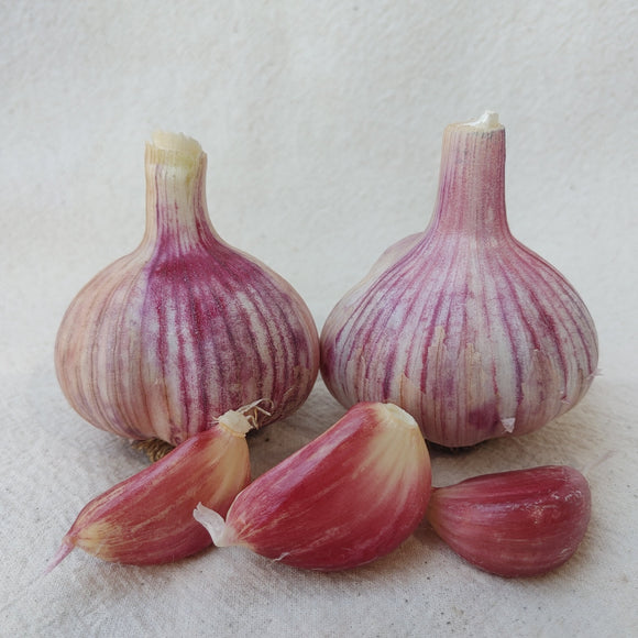 Siberian, Organic Seed Garlic