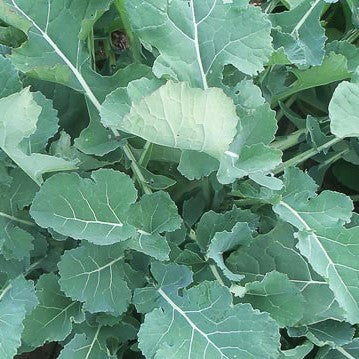 Smooth German Kale