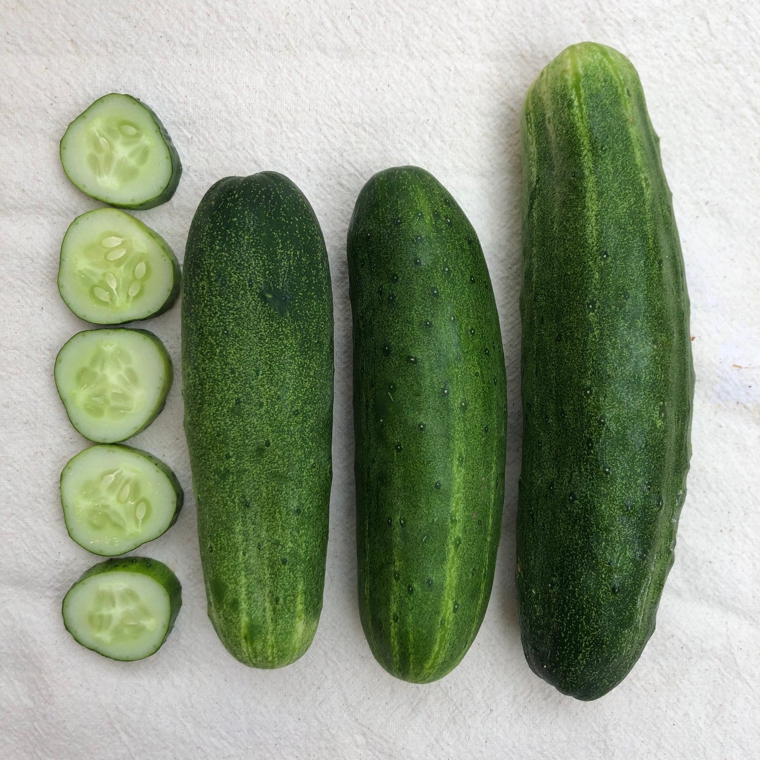Southwind Cucumber