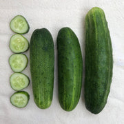 Southwind Cucumber