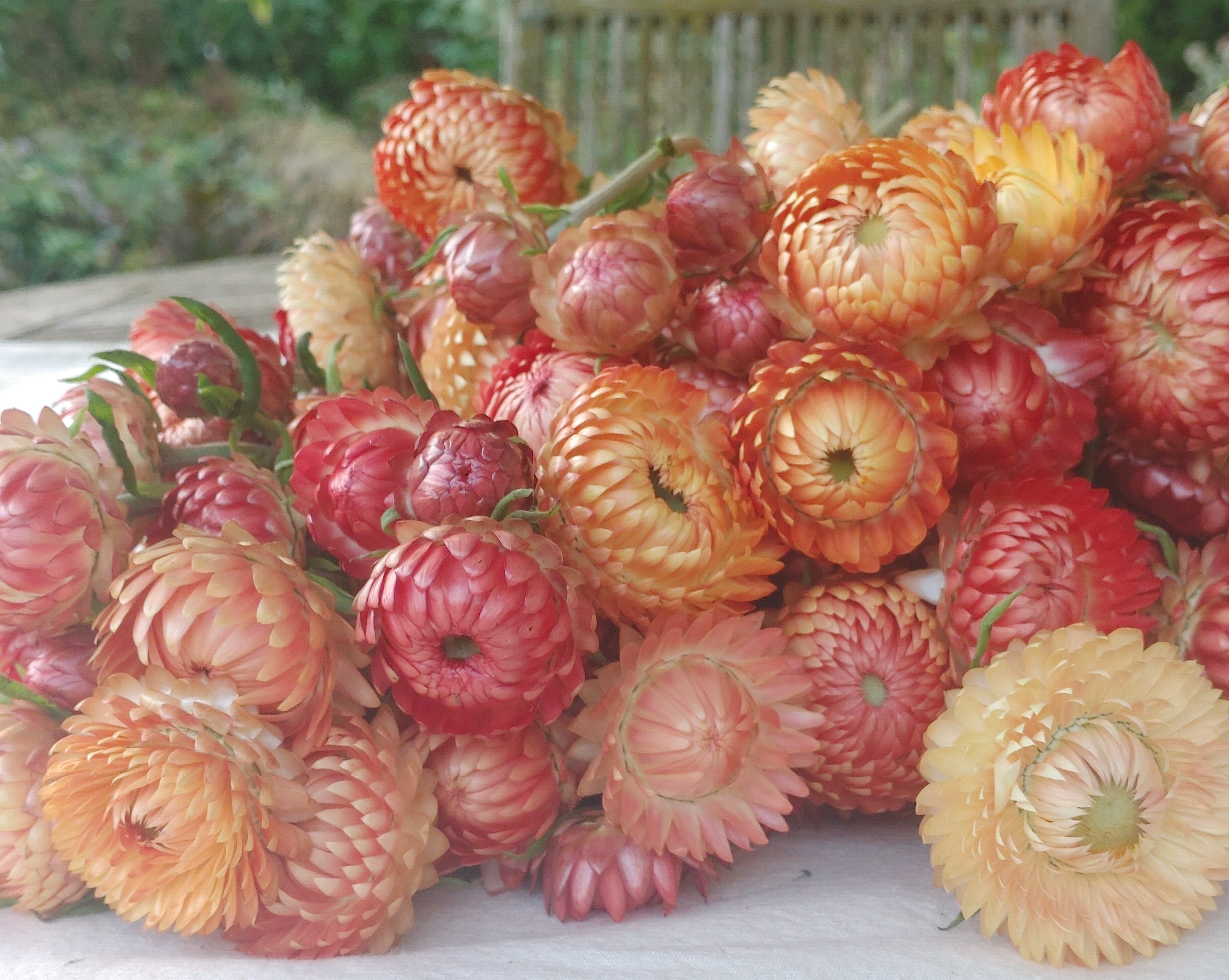 Strawflower - Apricot Mix