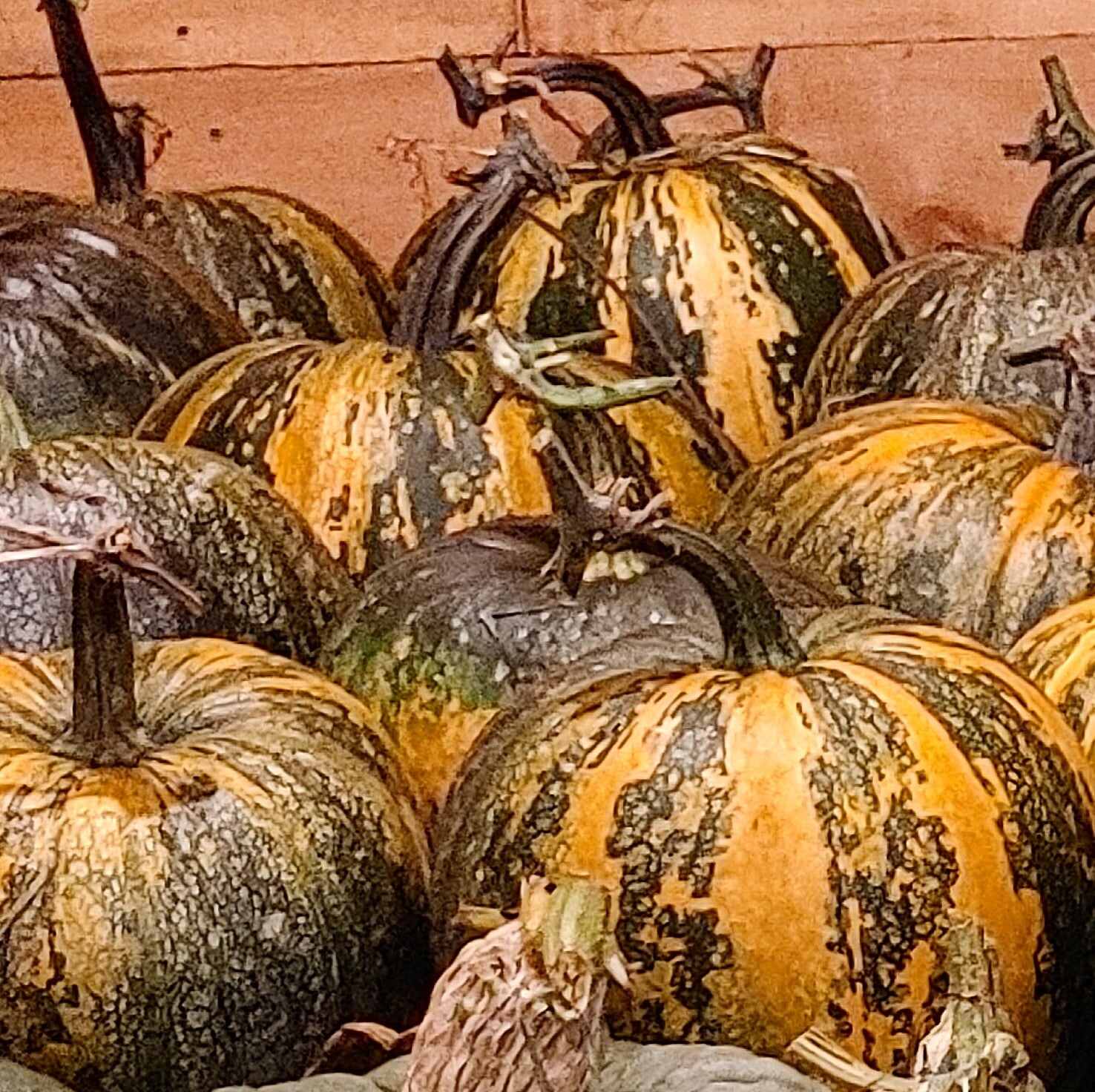 Styrian Hulless Seeded Pumpkin