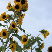 Sunflower - Hopi Black Dye
