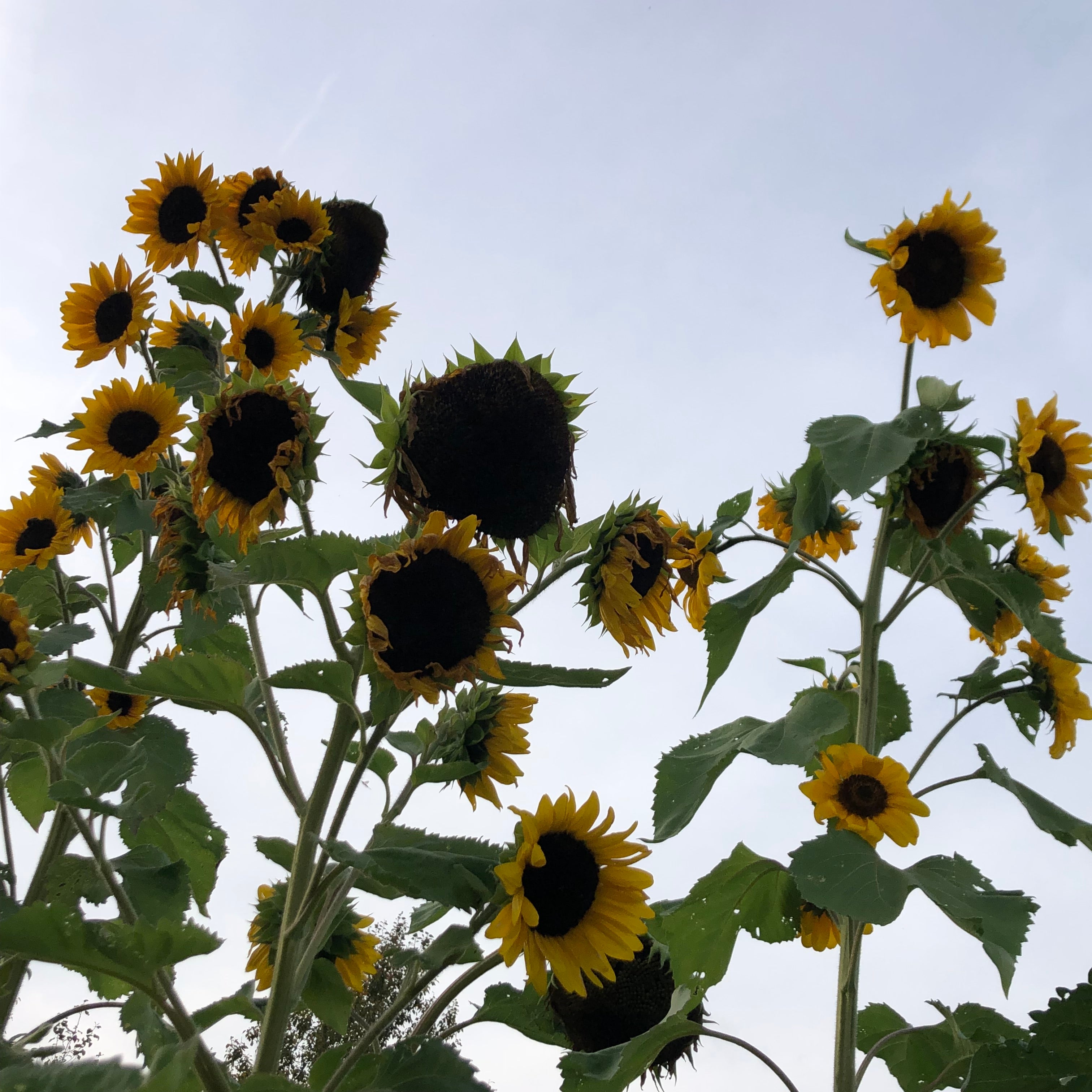 Sunflower - Hopi Black Dye