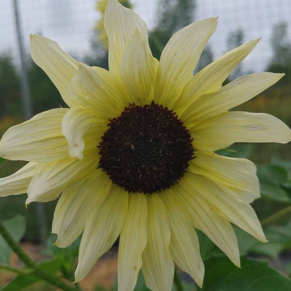 Sunflower - Vanilla Ice