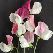 Sweet Pea -  Painted Lady