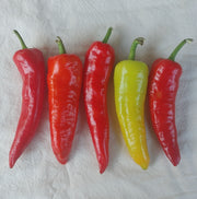 Sweet Sunset Italian