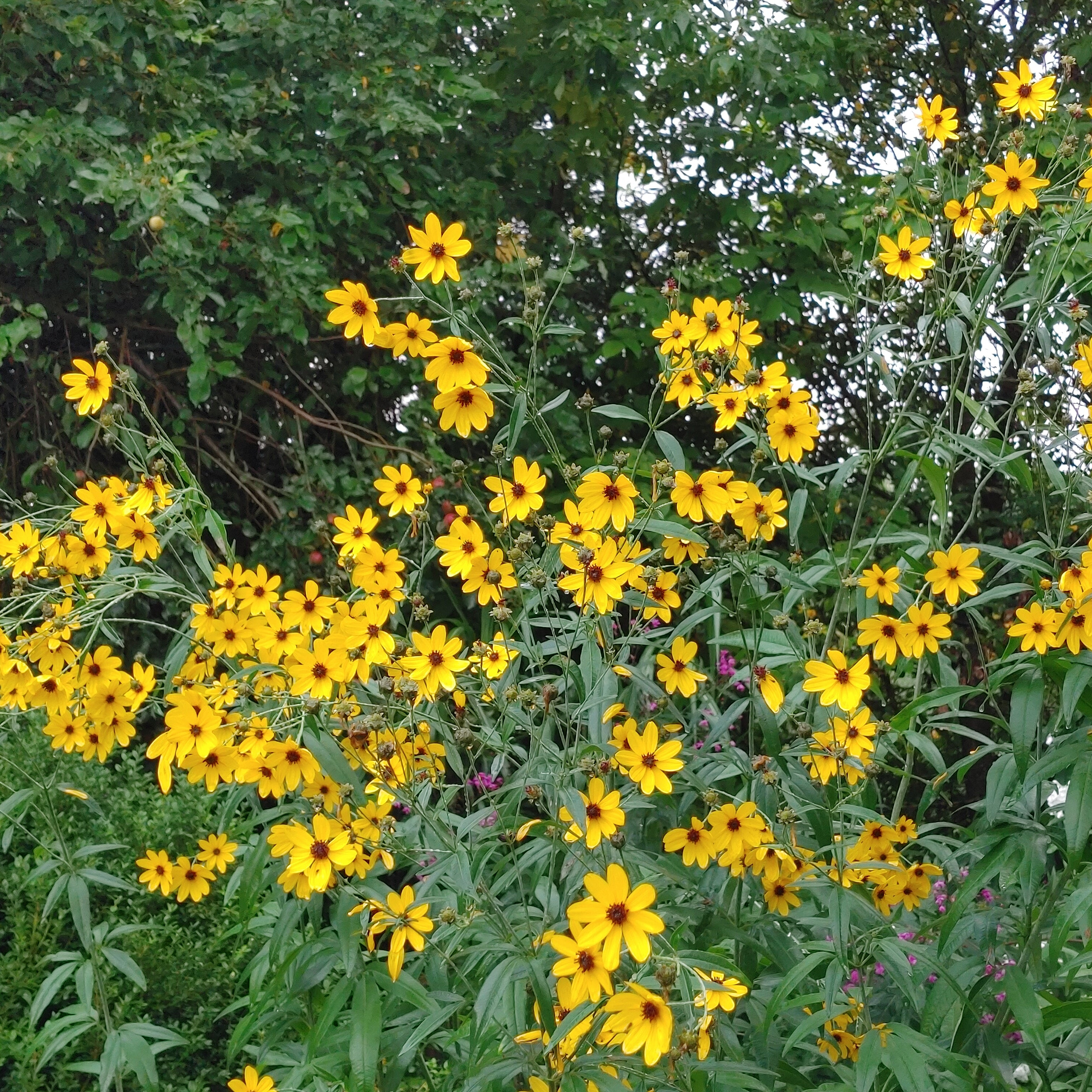 Tall Coreopsis
