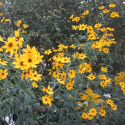 Tall Coreopsis