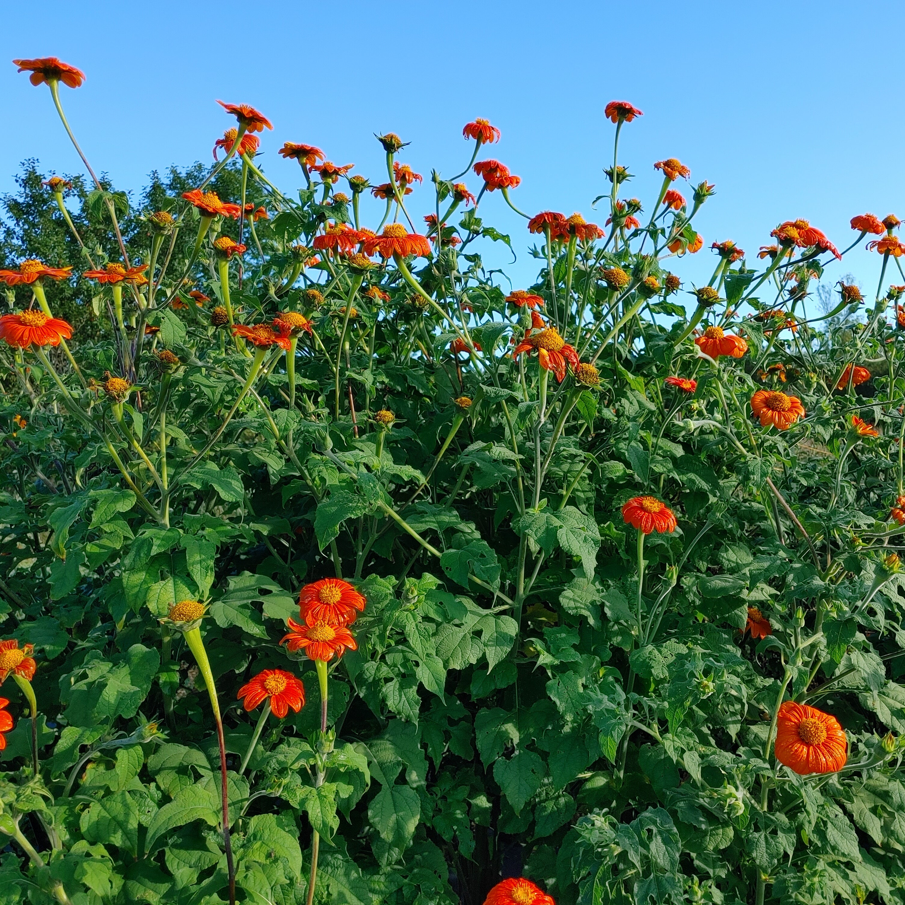 Sunflower, Mexican aka Tithonia 'Torchlight'
