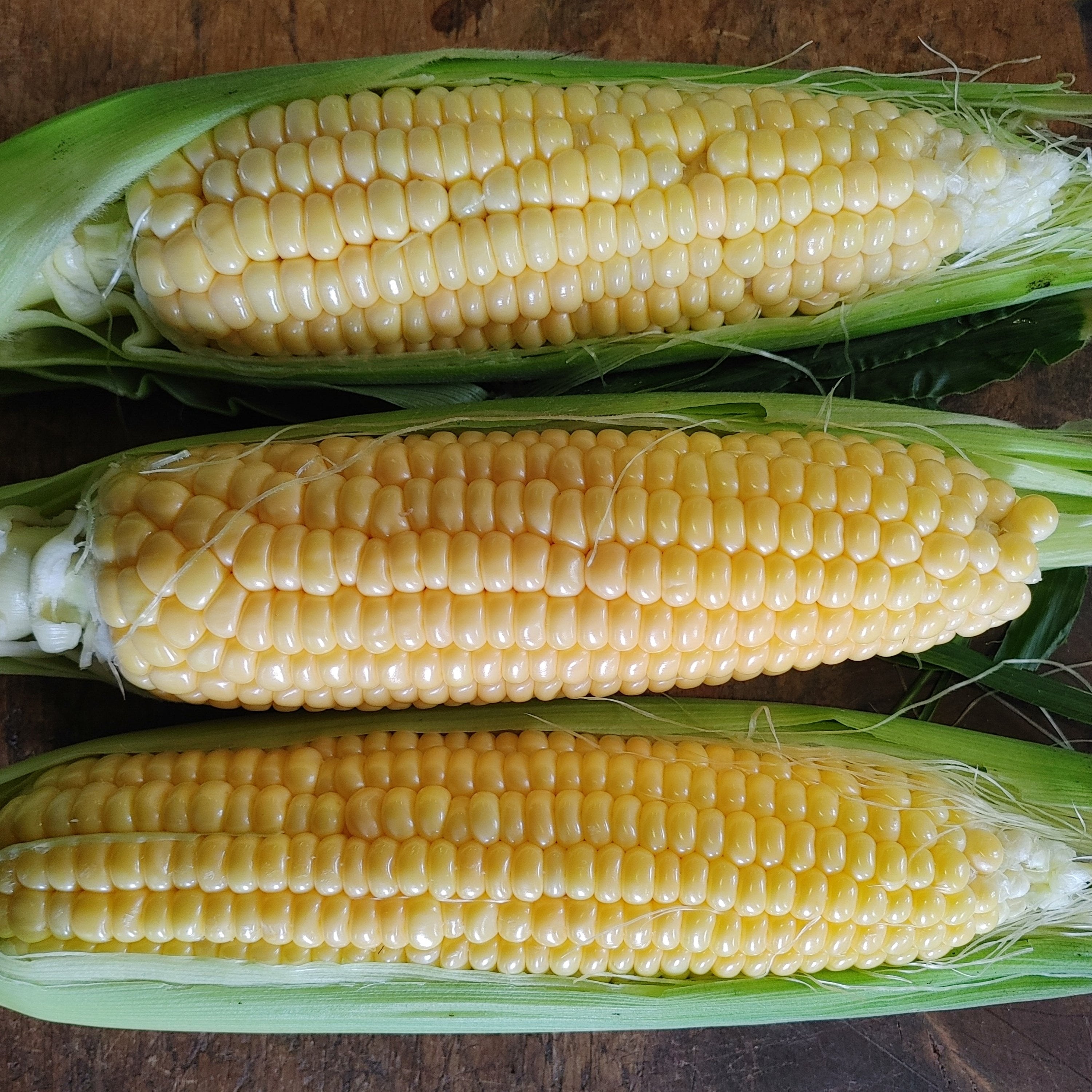 True Gold Sweet Corn – Hawthorn Farm