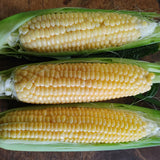 True Gold Sweet Corn