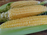 True Gold Sweet Corn