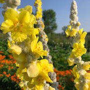 Verbascum - Arctic Summer Mullein