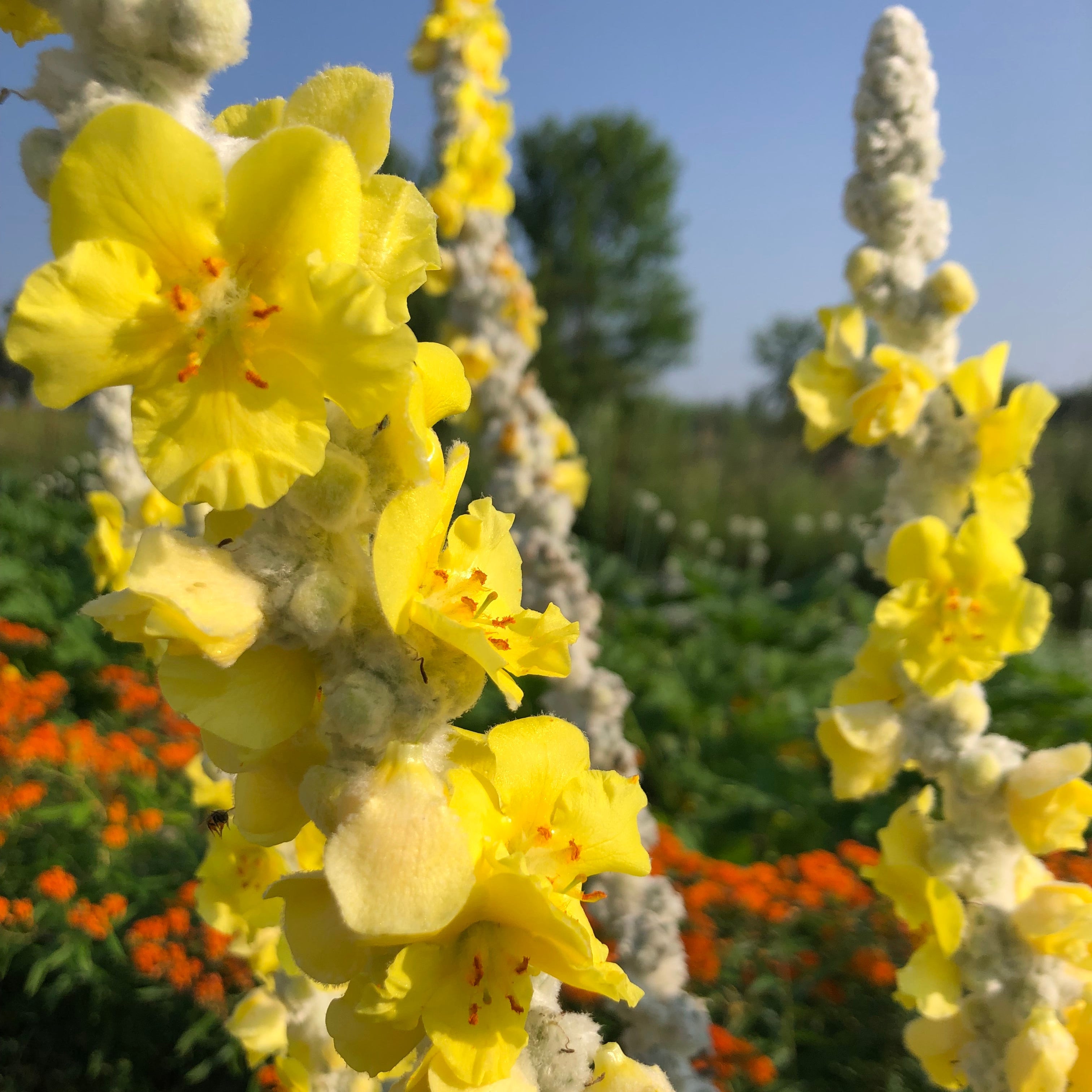Verbascum - Arctic Summer Mullein