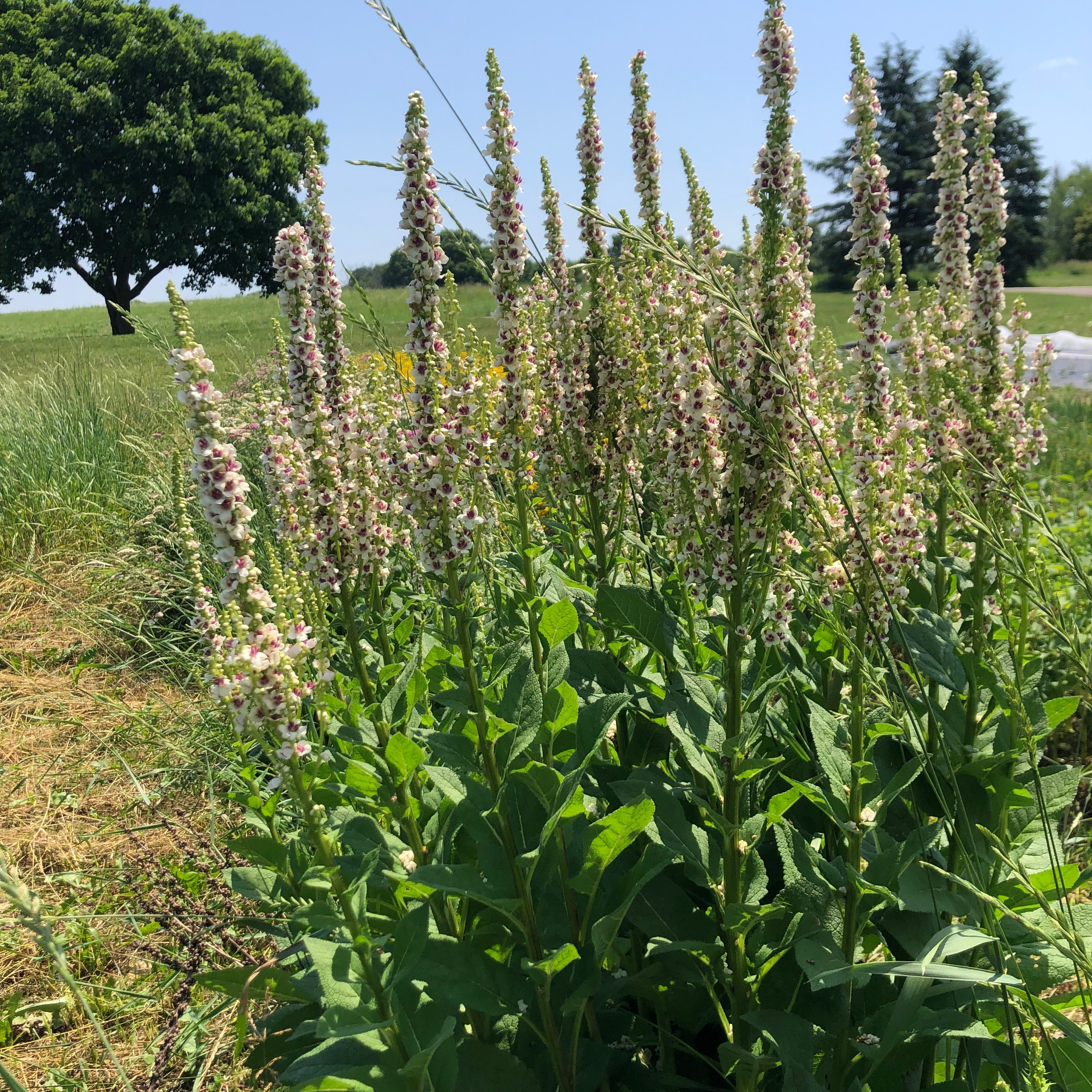 Verbascum - Phoenician Mullein