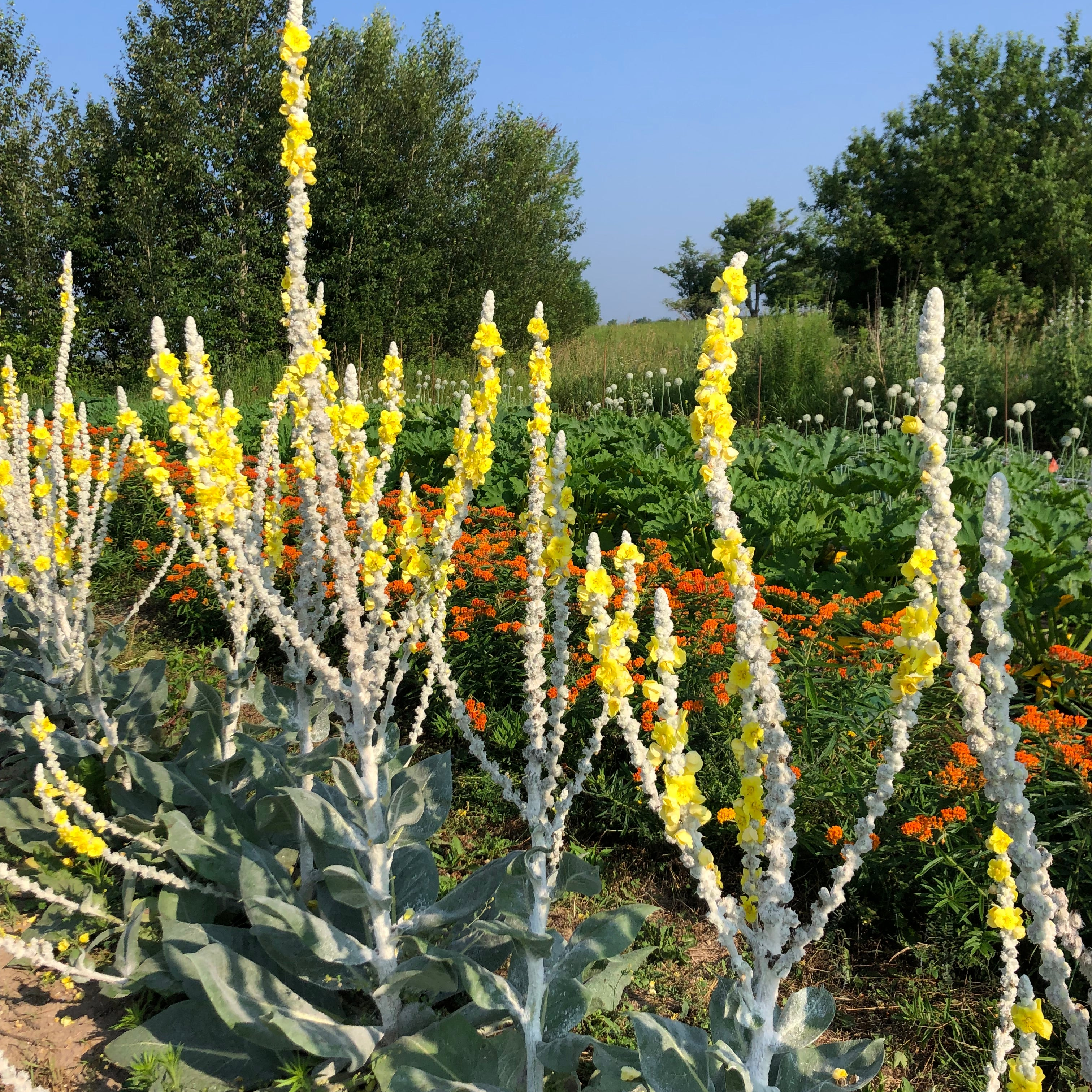 Verbascum - Arctic Summer Mullein