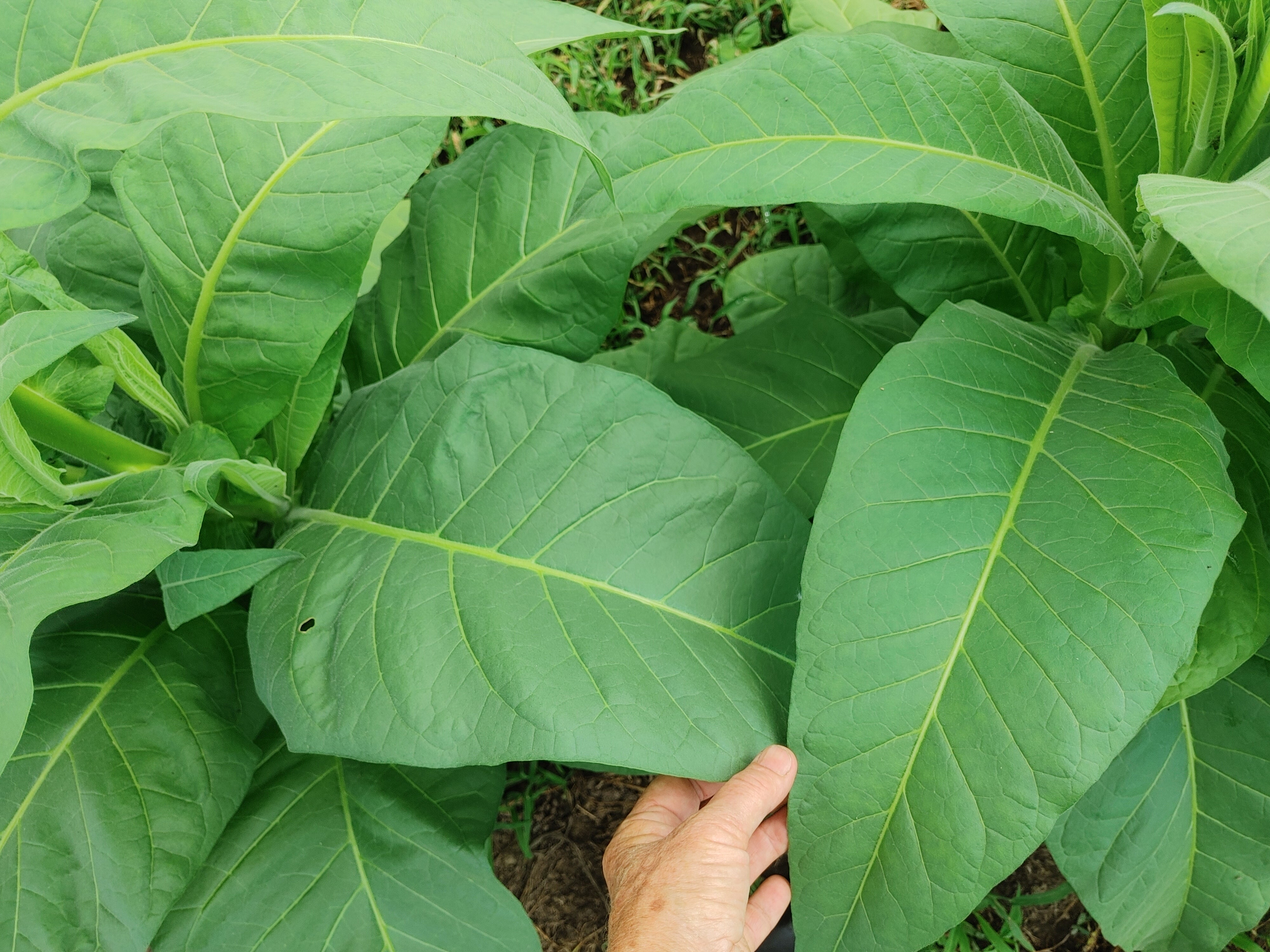 tobacco rag processors inc CRP to Build $80 million Plant in Harare tobacco rag processors inc Trip