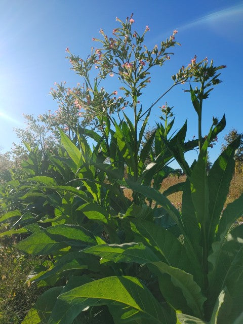 Tobacco - Yellow Orinoco