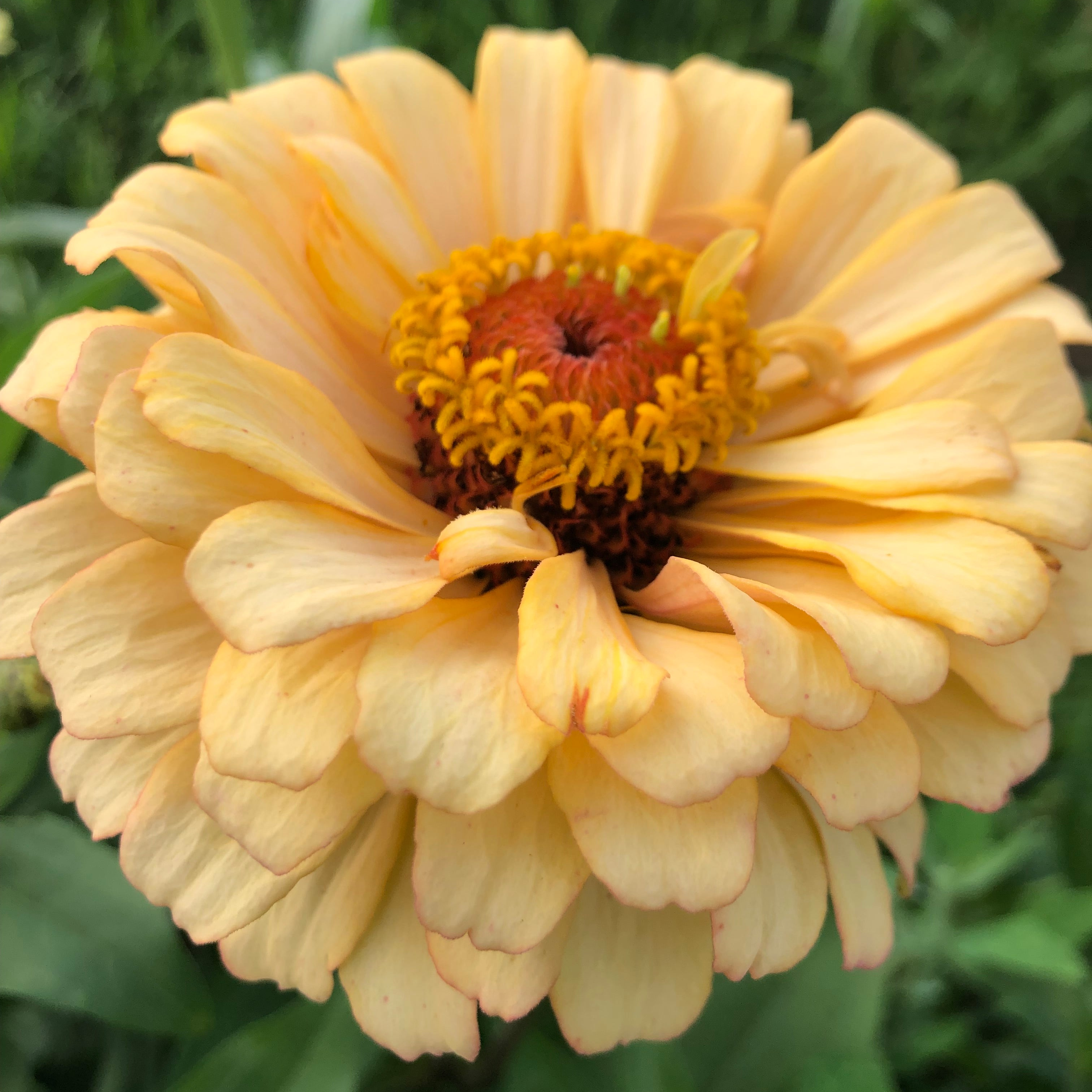 Zinnia - Amber Drift Cutting Mix