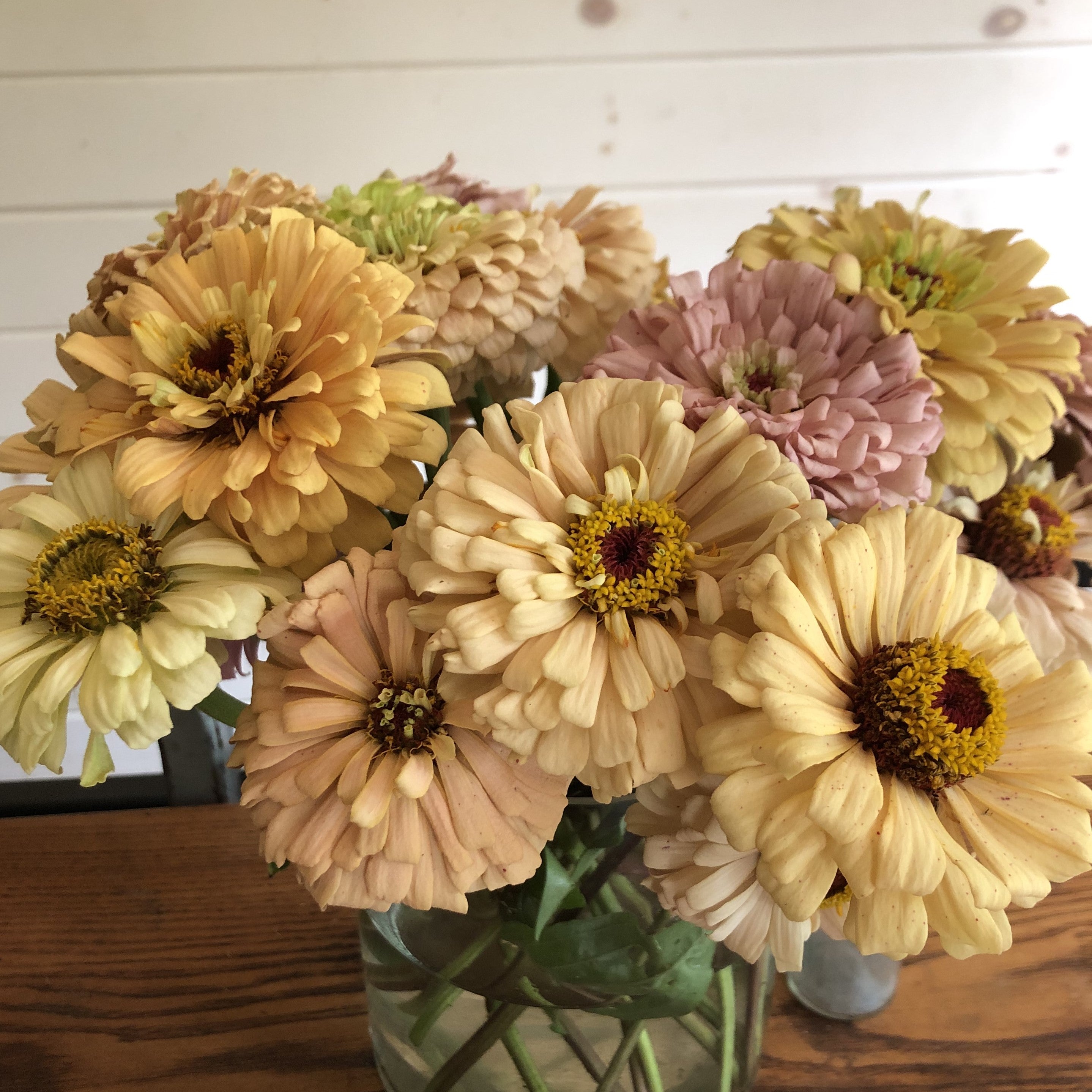 Zinnia - Amber Drift Cutting Mix