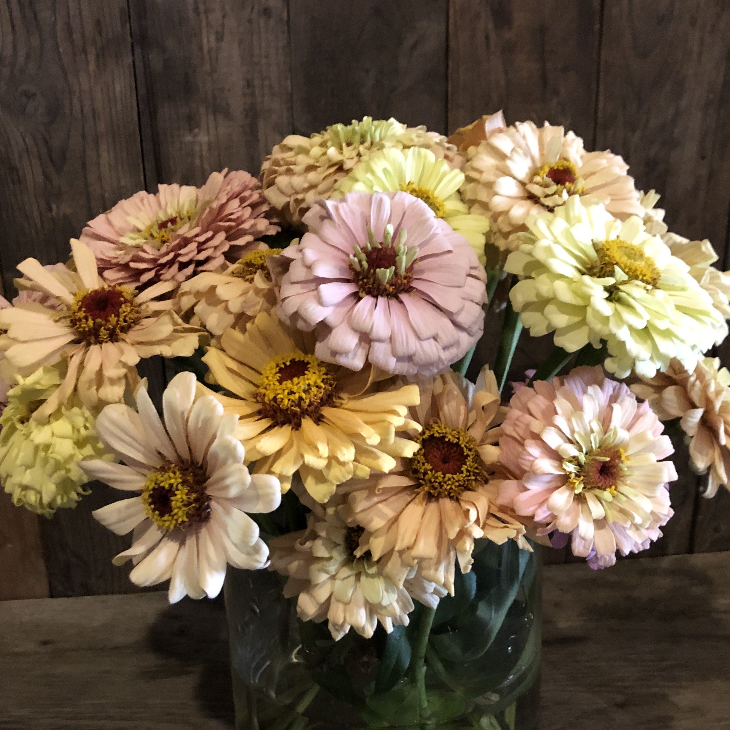 Zinnia - Amber Drift Cutting Mix