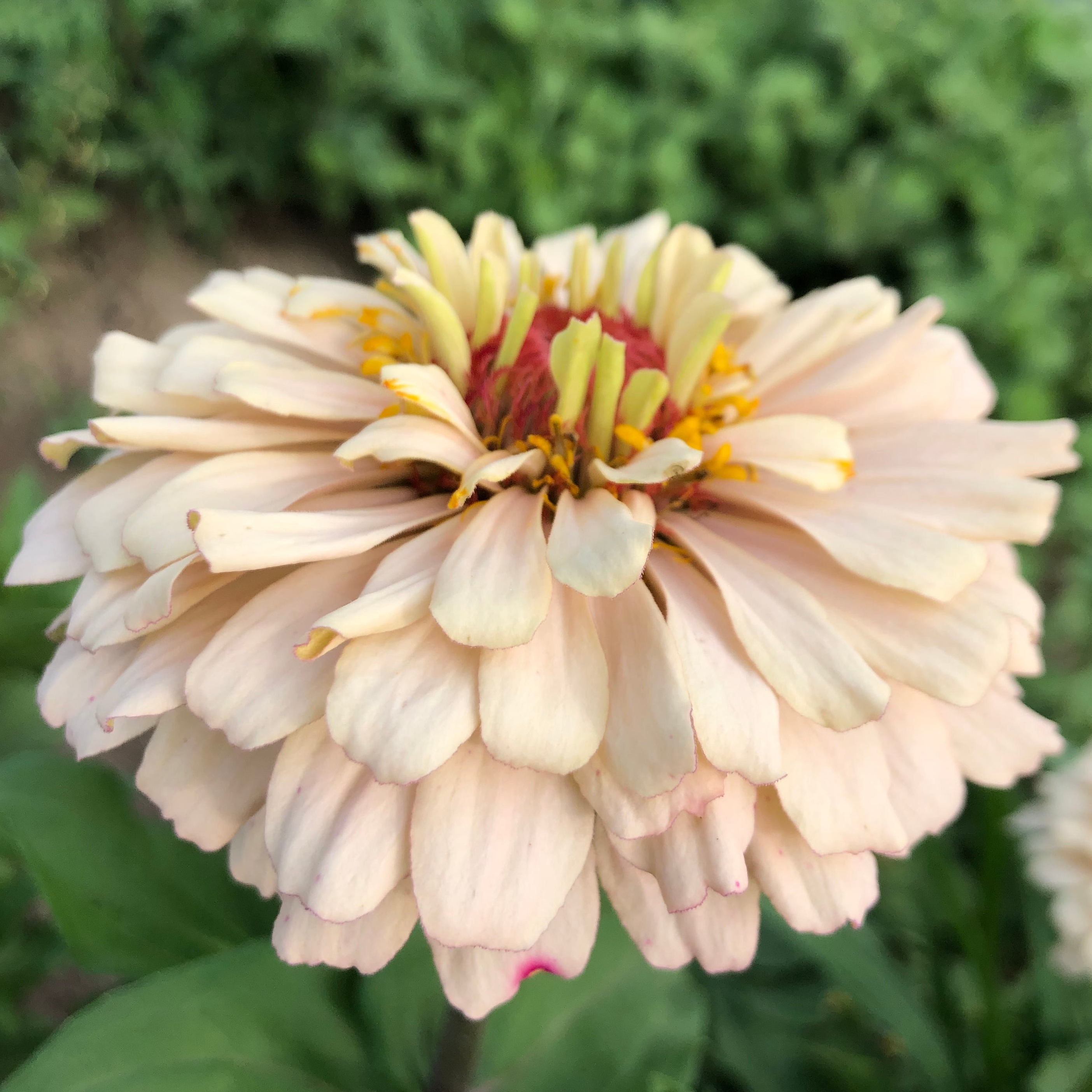 Zinnia - Amber Drift Cutting Mix