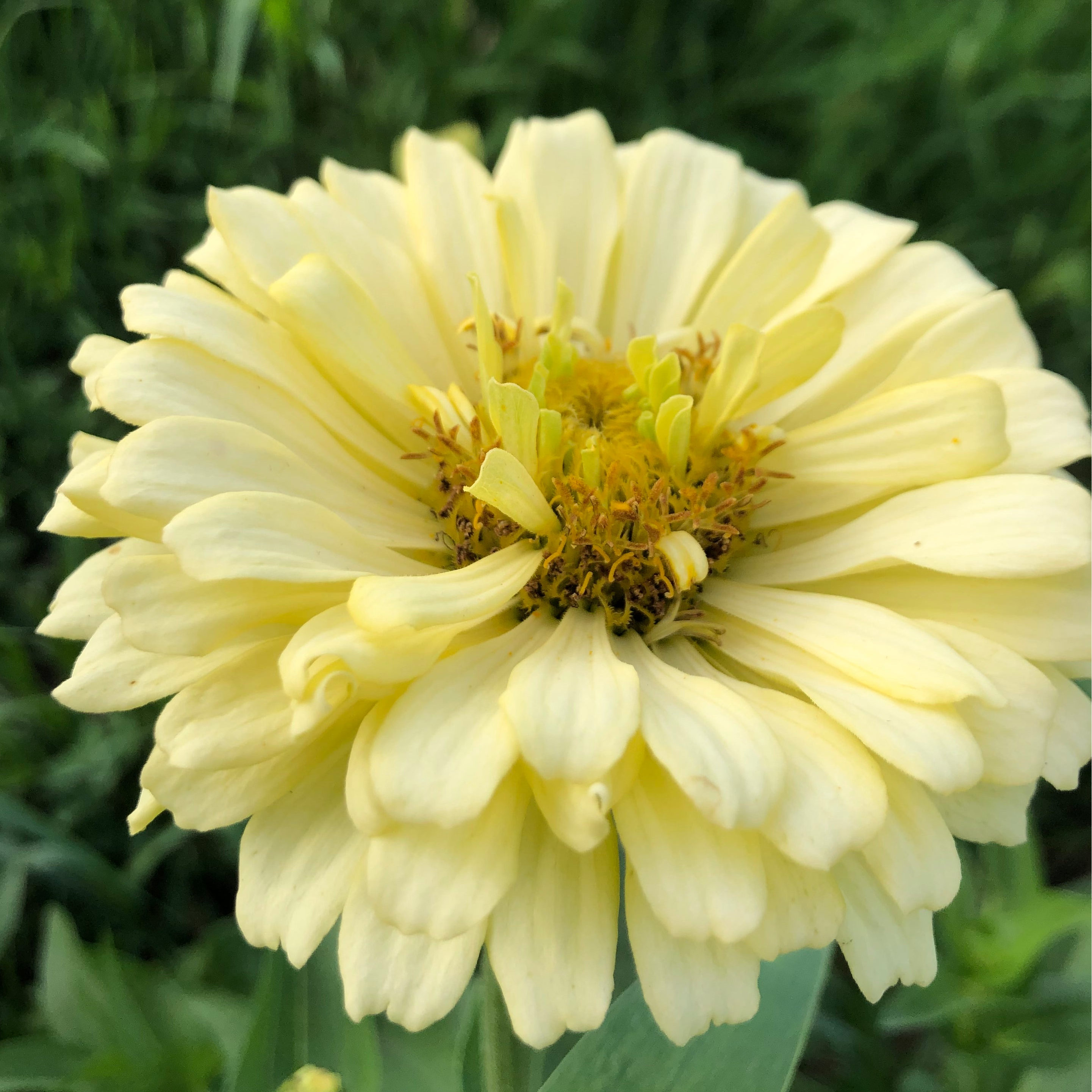 Zinnia - Amber Drift Cutting Mix