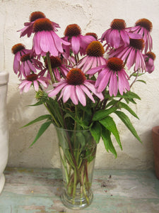 Coneflower - Purple