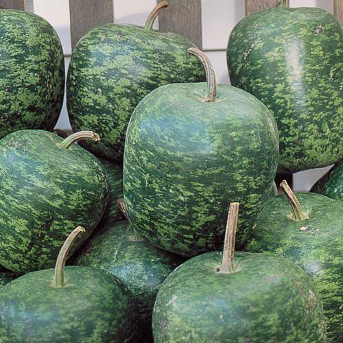 Apple Gourd