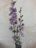 Larkspur - Earl Grey