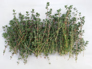 German Winter Thyme