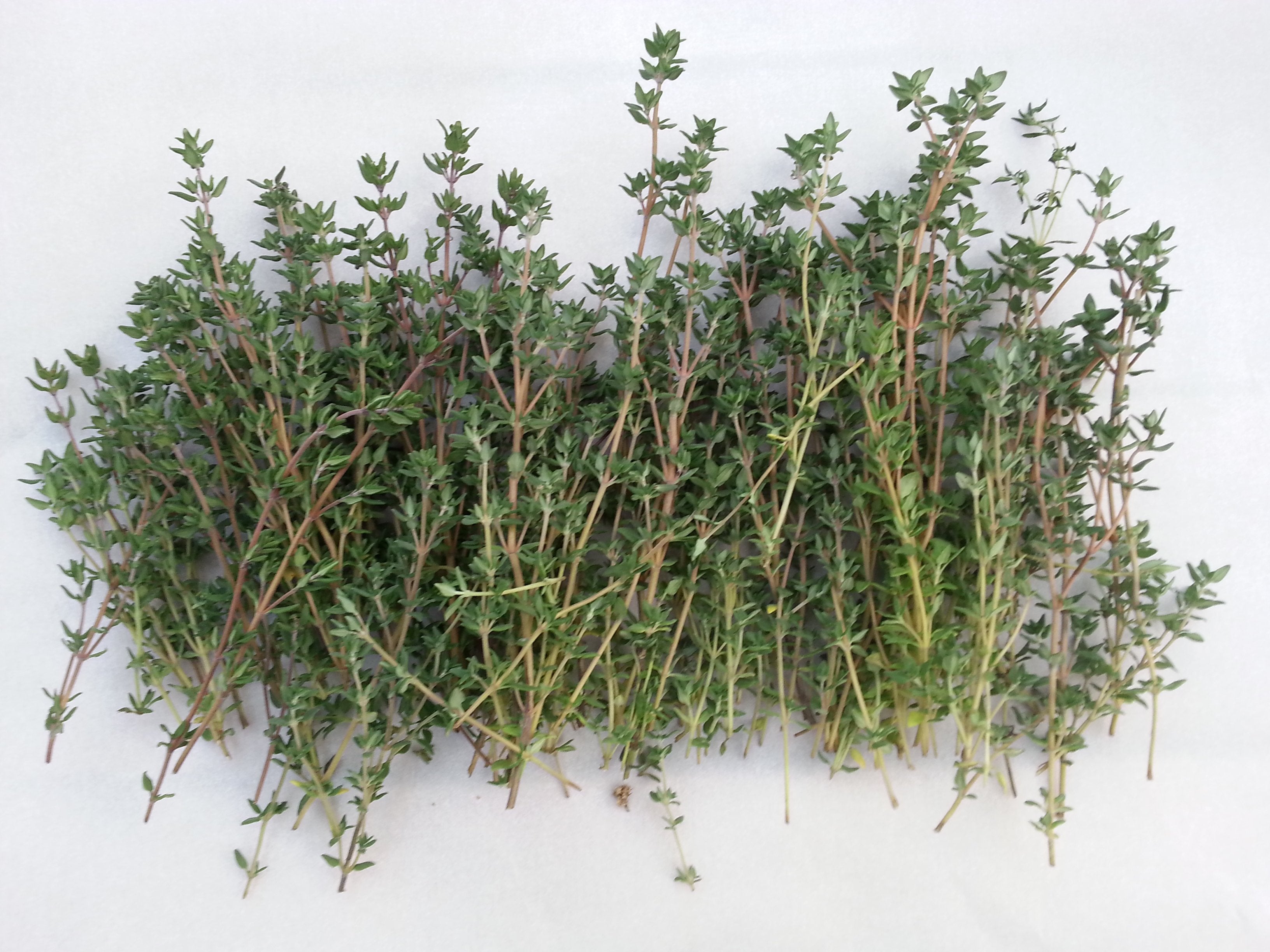 Thyme