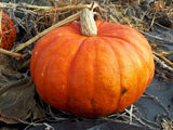 Pumpkin Patch Landrace