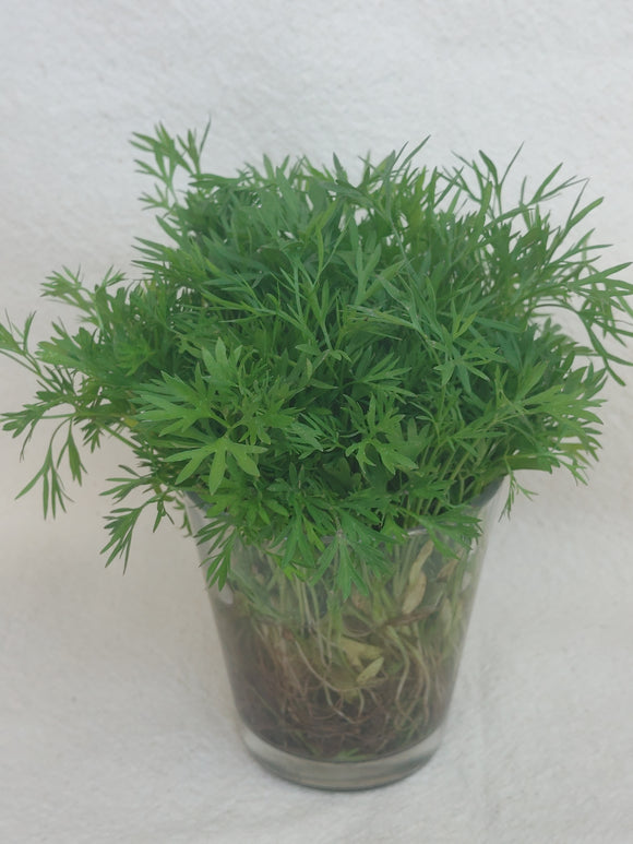 Bouquet Dill