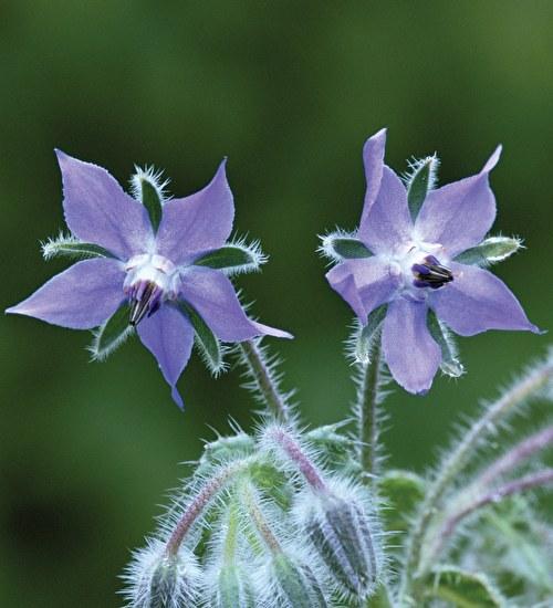 Borage