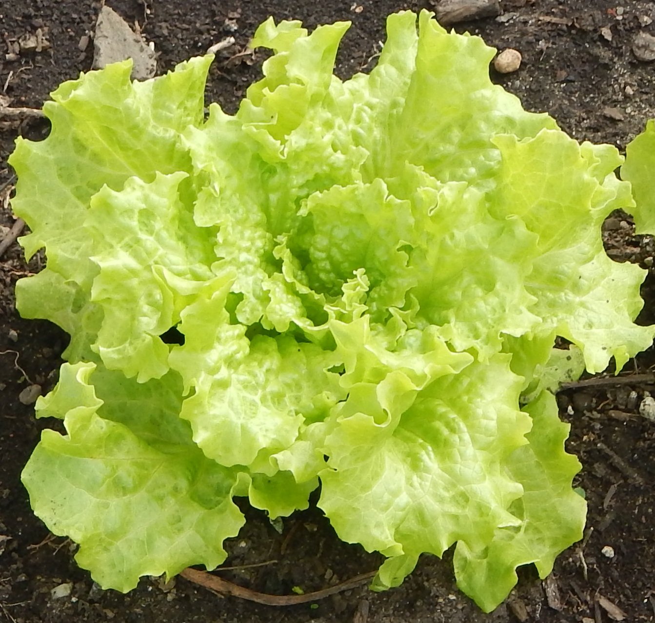 Black Seeded Simpson