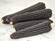 Dakota Black Popcorn