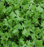 Cress - Wrinkled Crinkled Crumpled