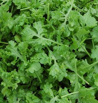 Cress - Wrinkled Crinkled Crumpled