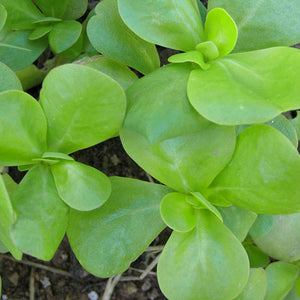 Purslane - Golden