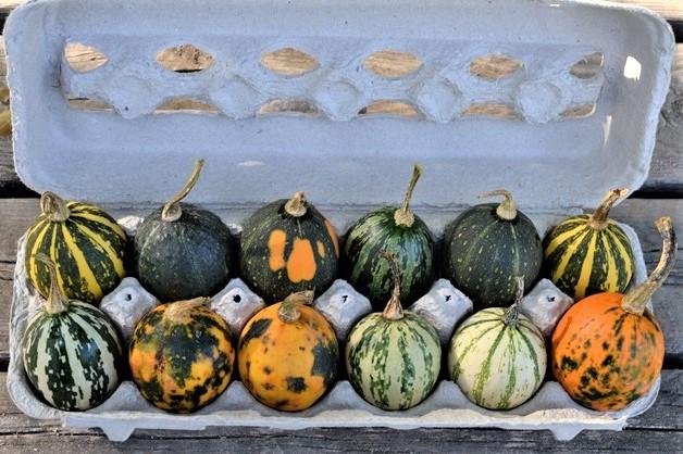 Gourds