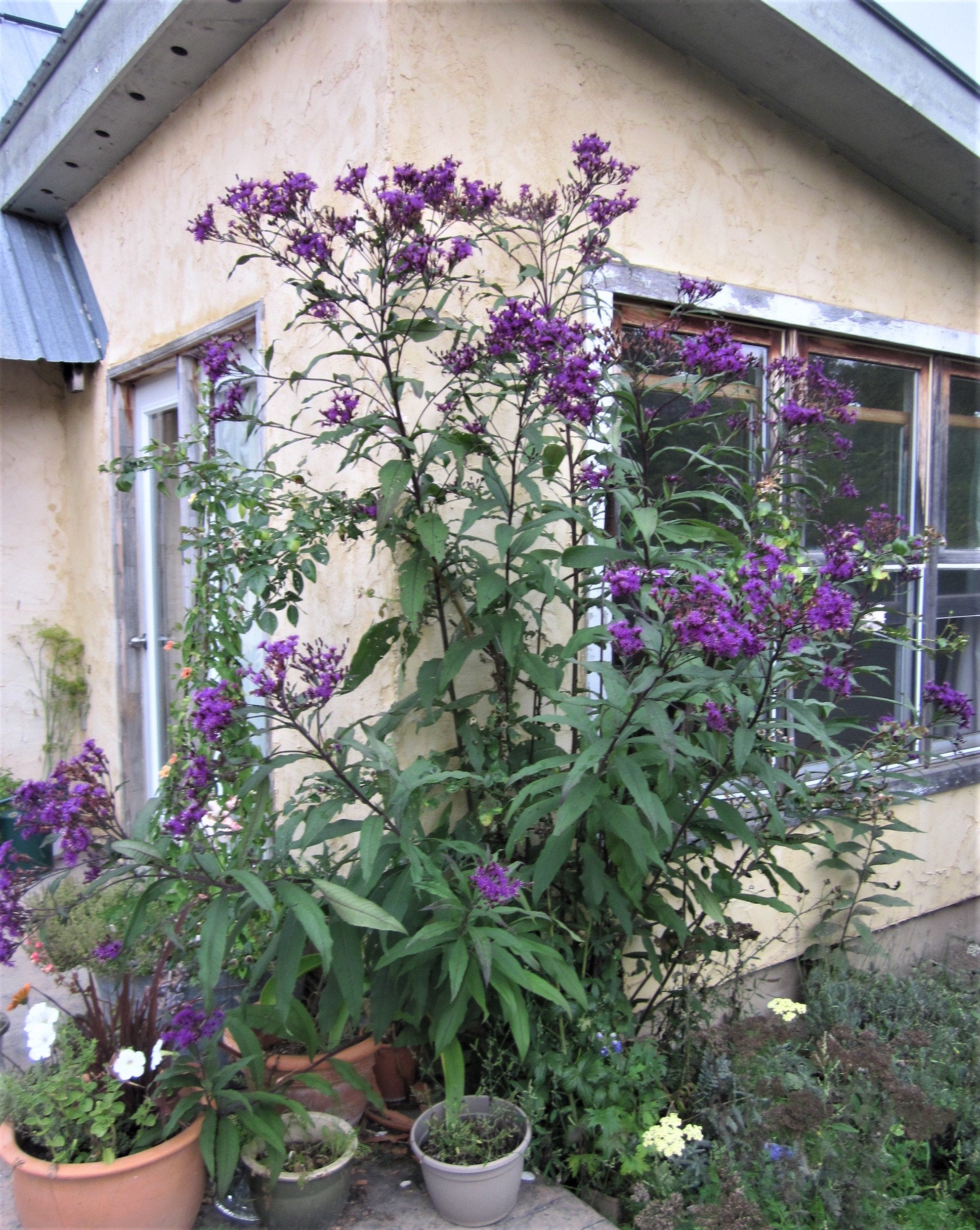 Ironweed